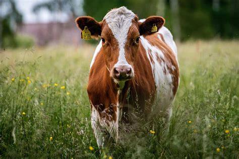 Livestock